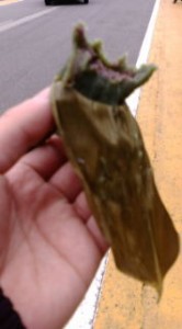 20090301125047.jpg