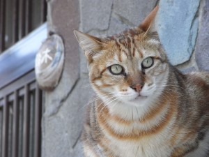 rimg0274