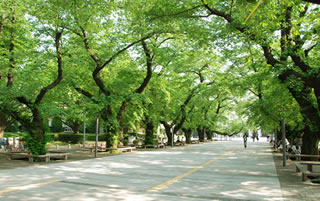tokodai tokodai