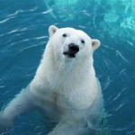 bear1