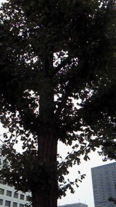 NEC_0326.jpg
