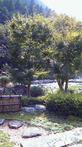 NEC_0348.jpg