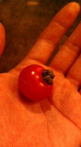 20100414172811.jpg