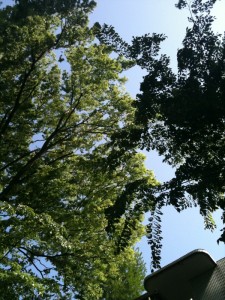 IMG_0408.jpg